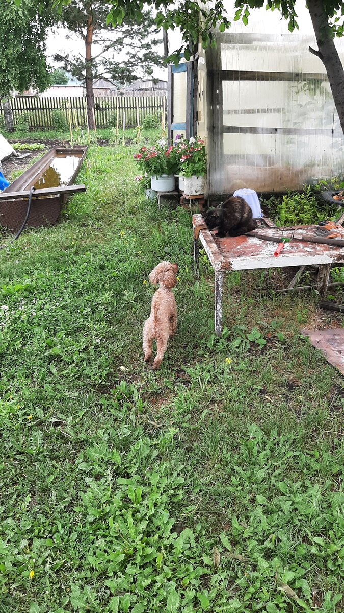 пару раз получила от кошки по морде