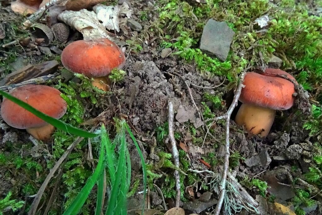 Подмолочник (Lactarius volemus) фото и описание