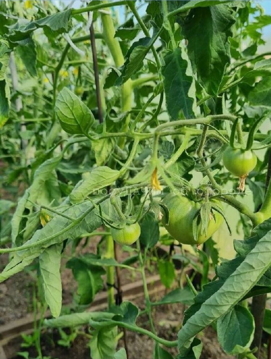 Чаще всего у томатов скручиваются листья при жаркой и солнечной погоде и недостаточном поливе , потому что  растению не хватает влаги и растение скручивает листья, тем самым уменьшая площадь испарения воды из листьев. Ну это самая частая причина скручивания листьев. Ещё листья томатов скручиваются из-за повреждения корневой системы. Все причины скручивания листьев , которые я перечислил не очень опасны для урожая и для самого растения, поэтому не стоит волноваться из-за этих причин скручивания листьев томатов. 