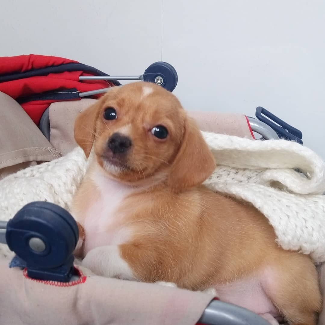 первый день её дома)