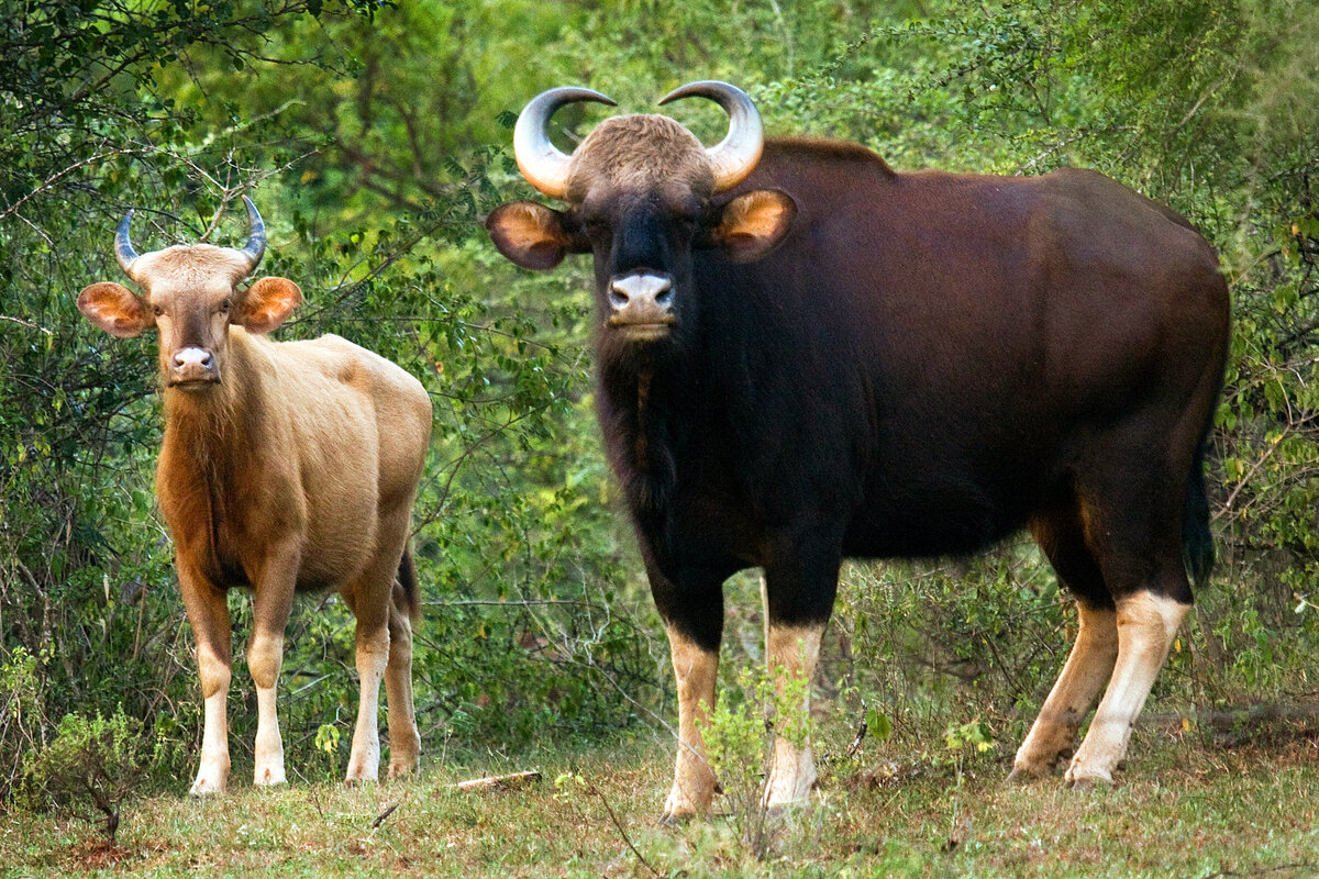 Животное гаур фото и описание