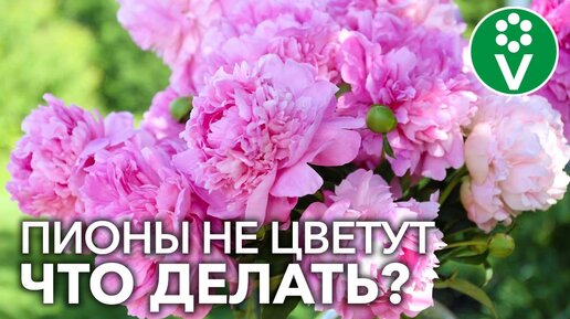 ПОЧЕМУ НЕ ЦВЕТУТ ПИОНЫ? Ошибки цветоводов из-за которых пионы не цветут