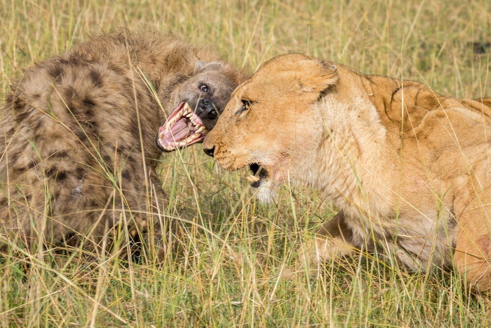 Укус гиены почти в 2 раза сильней, чем у льва. Подробней далее в статье. Источник: fishki.net
