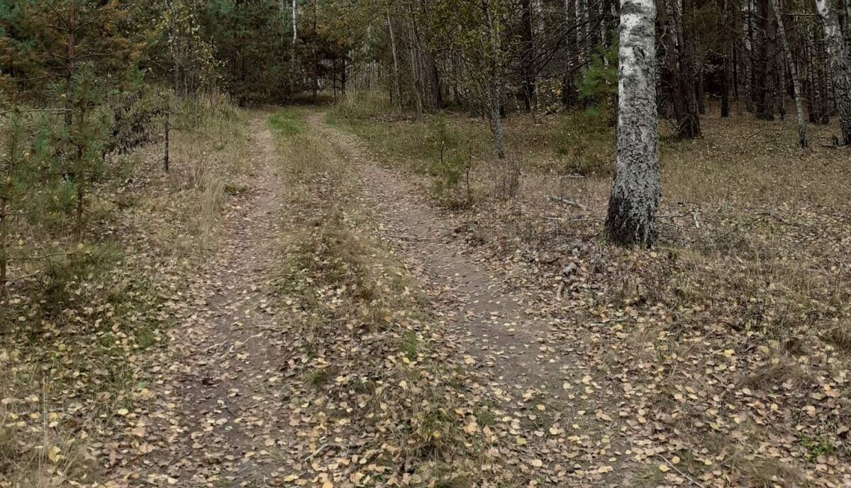 Соловьёвский лес