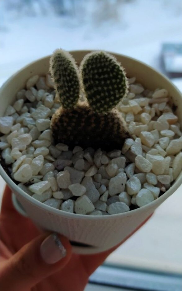 По фото похоже, что покупала растение уже ближе к зиме. 