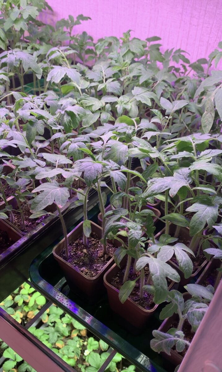 Возраст рассады томатов, которая выращена под полноспектральными фитолампами может быть сокращён до 25-35 дней против обычных 45-50. На этом фото рассаде 15 дней от всходов, 3-4 настоящих листьев, готова к пикировке. К высадке будем иметь 7-8 листьев и на некоторых заложенную первую цветочную кисть.