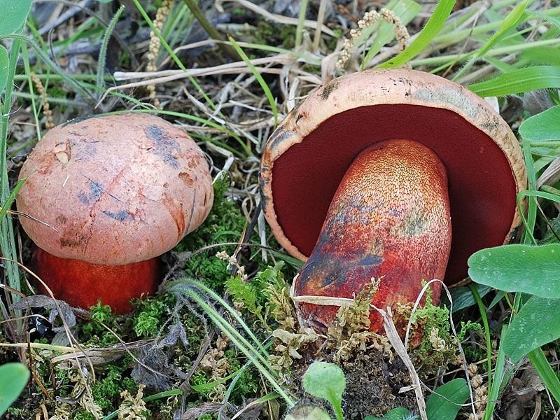 Дьявольские грибы в западной европе