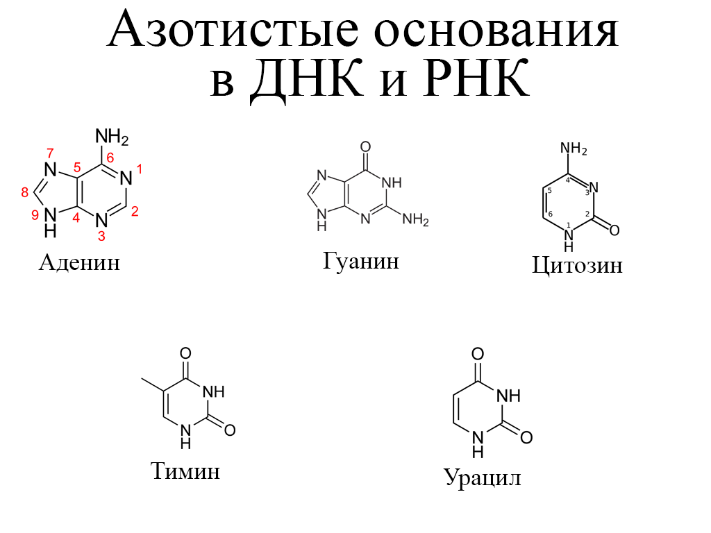 Состав азотистых оснований рнк. Тимин это пиримидиновые основания. Пуриновые азотистые основания. РНК гуанин урацил. Аденин формула.