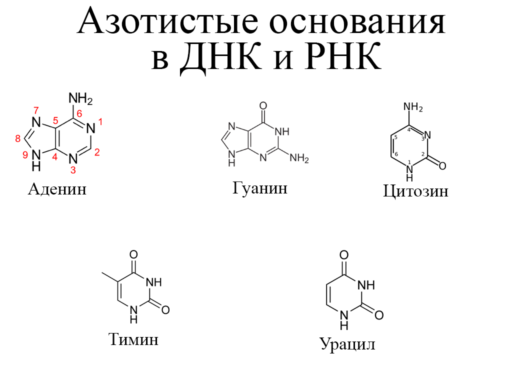 Гуанин входит в состав днк