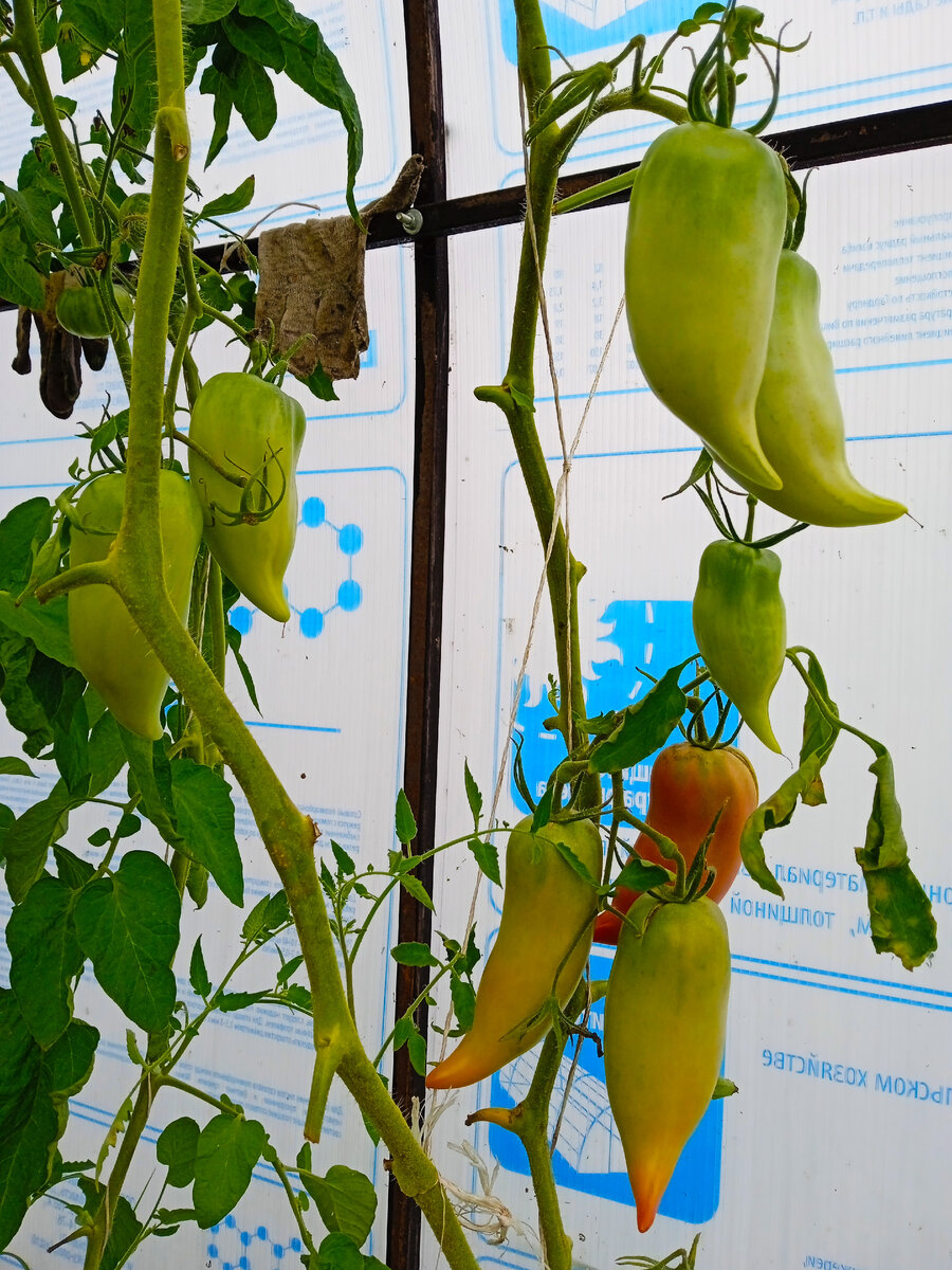 Корейский длинноплодный растет у меня в два ствола (фото автора) 