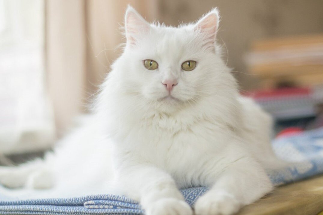 Фото из поисковой системы Яндекс