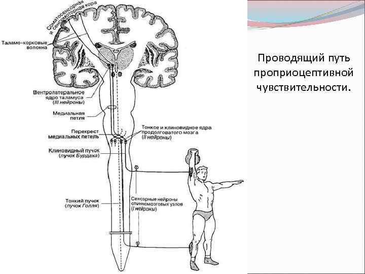 2 нарисовать блок схемы болевого тактильного и проприоцептивного анализаторов