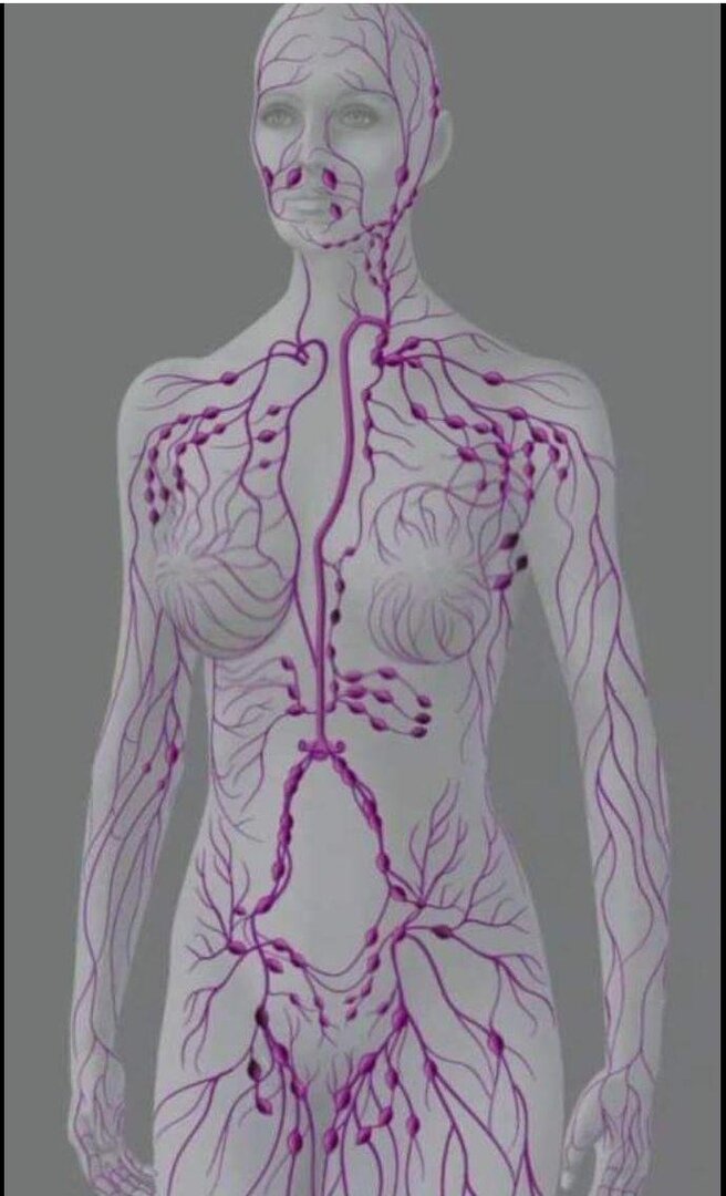 Как проходит лимфа по телу человека фото
