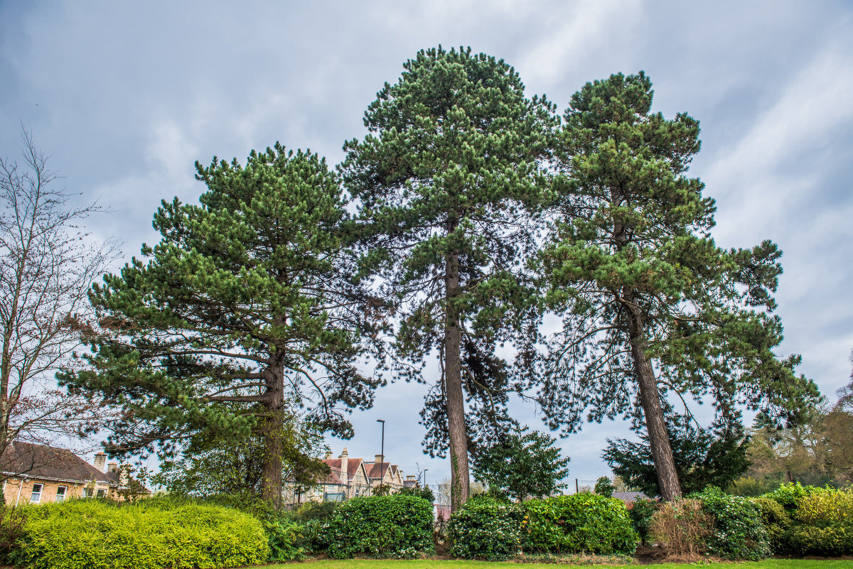 яндекс картинки