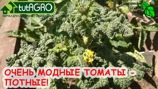 ПОТНЫЕ ТОМАТЫ! КРАСИВО, ВКУСНО и УРОЖАЙНО! Очень модные томаты для всех! Томаты без пасынкования. Томаты Гномы.