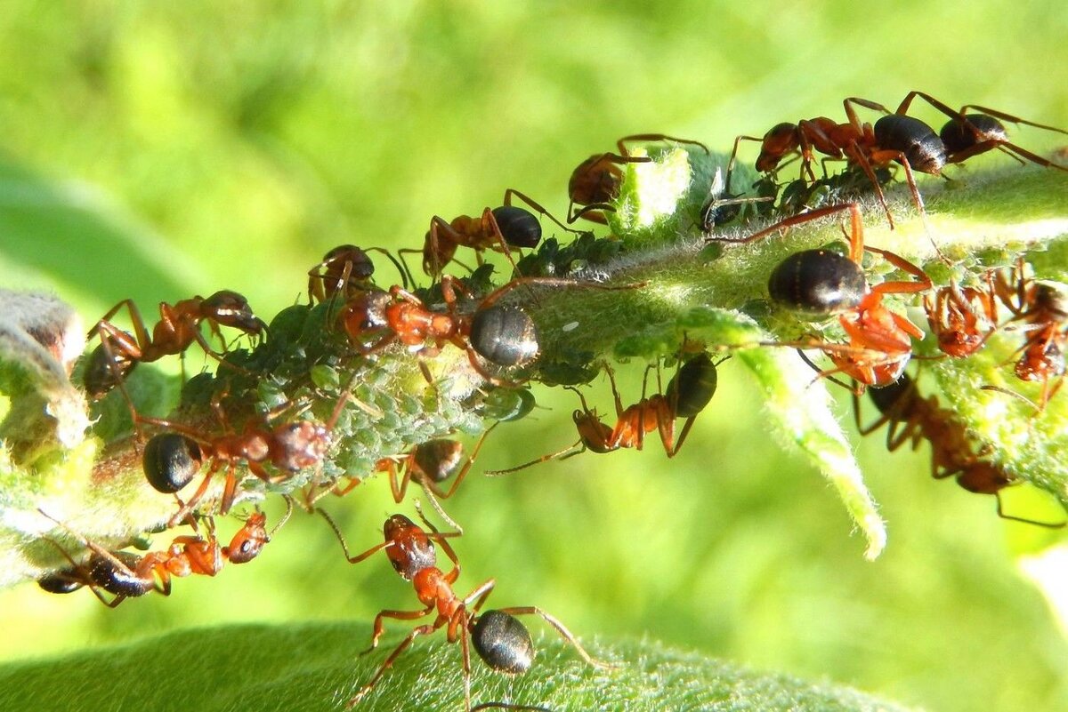 Когда мы обсуждали с вами методы борьбы со слизнями, вы очень просили написать про методы борьбы с муравьями и особенно просили безопасные методы. Поговорим о всевозможных.