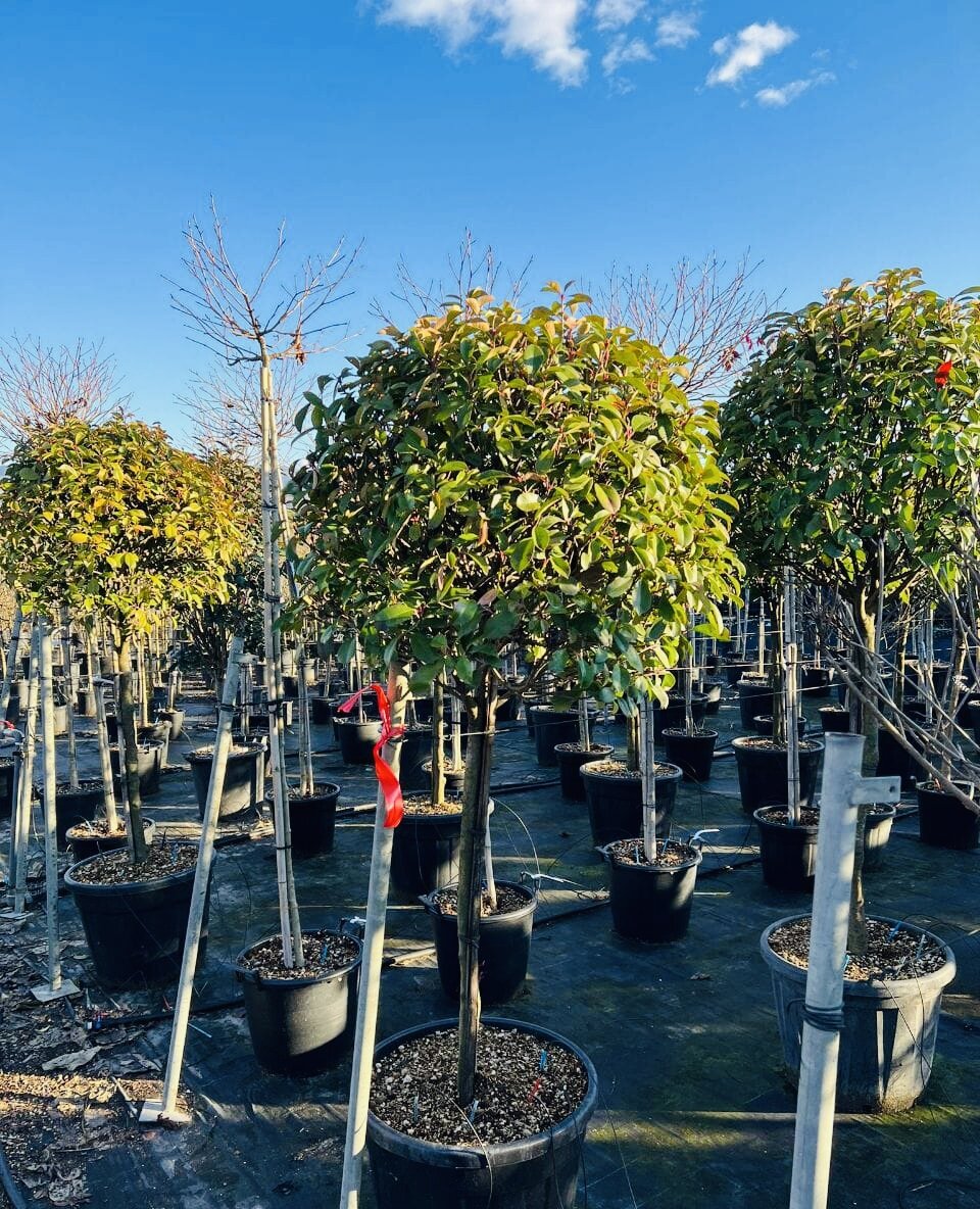 Фотиния на штамбе