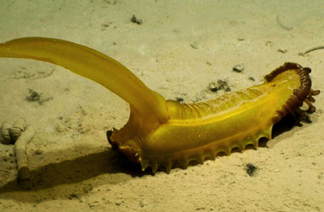    Фото: DeepCCZ expedition, Gordon & Betty Moore Foundation & NOAA