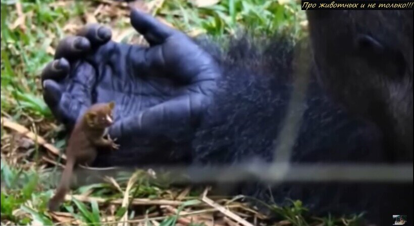    Видео: Горилла вынесла из леса крошечное существо, никого к нему не подпустив