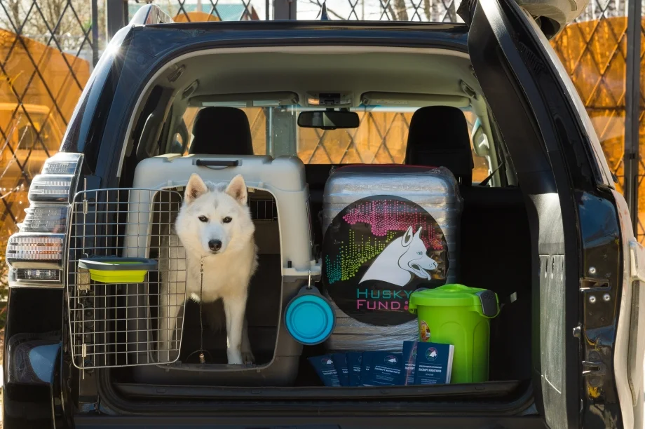 Вымя зебры. Стояло для животных. Стояло для животных. Кошка уединилась. Кск дать кошке таблетку.