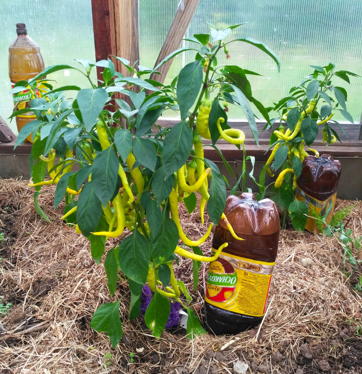 По фото очевидно, какой кустик подавал самые большие надежды. В статье использованы фото автора