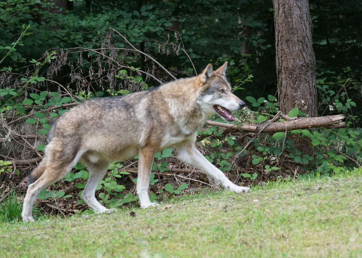 Волки леоновичи. Канис Люпус. Canis Lupus ареал. Волк обыкновенный (canis Lupus).