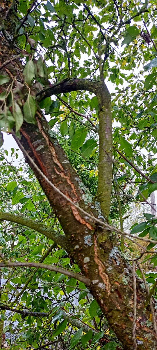 Этой сливе необходима помощь в виде обрезки. 