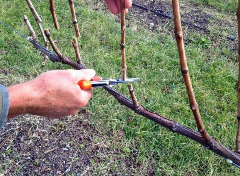 Видео обрезки винограда весной для начинающих