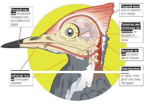 Учёные из Бельгии опровергли гипотезу, почему у дятлов не бывает сотрясения мозга / Хабр