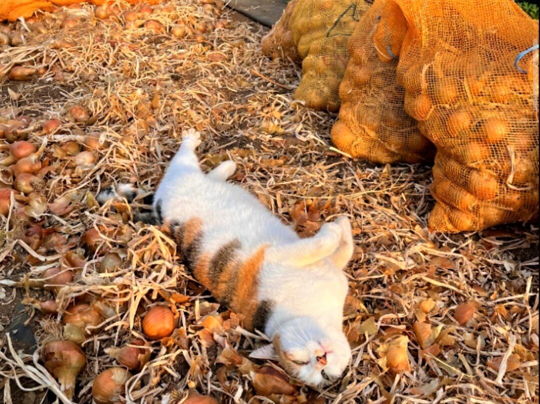 Смешные коты. Источник фото: vk.com/kot_or