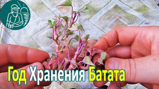 🥔 Сколько хранится батат в жилом доме 🌿 Выращивание и хранение батата 🌱 Опыт Гордеевых