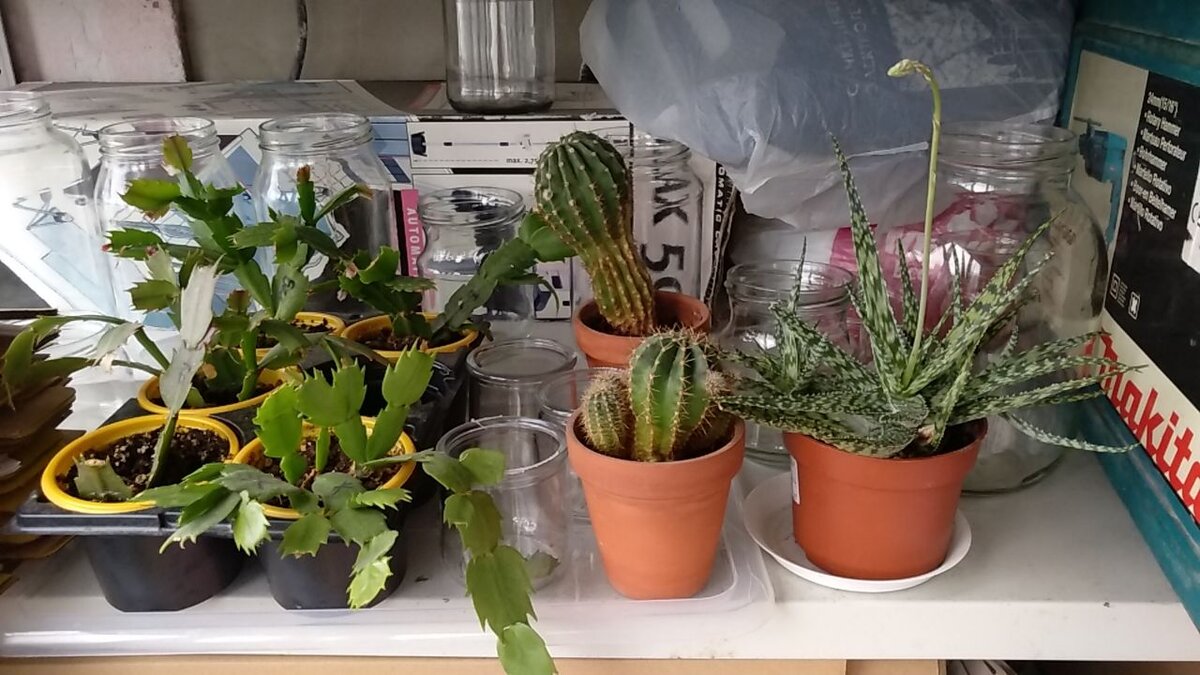 Стоят вымораживаются на балконе, пока погода позволяет