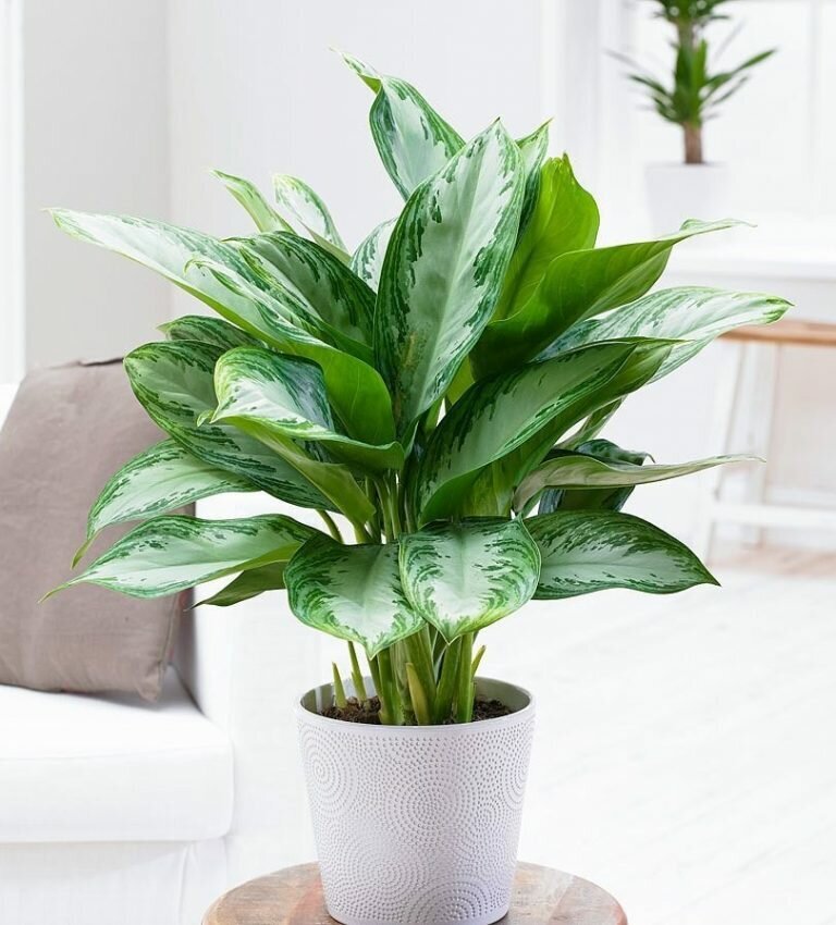 Аглаонема Сильвер Бей Aglaonema Silver Bay. Фото открытых источников.