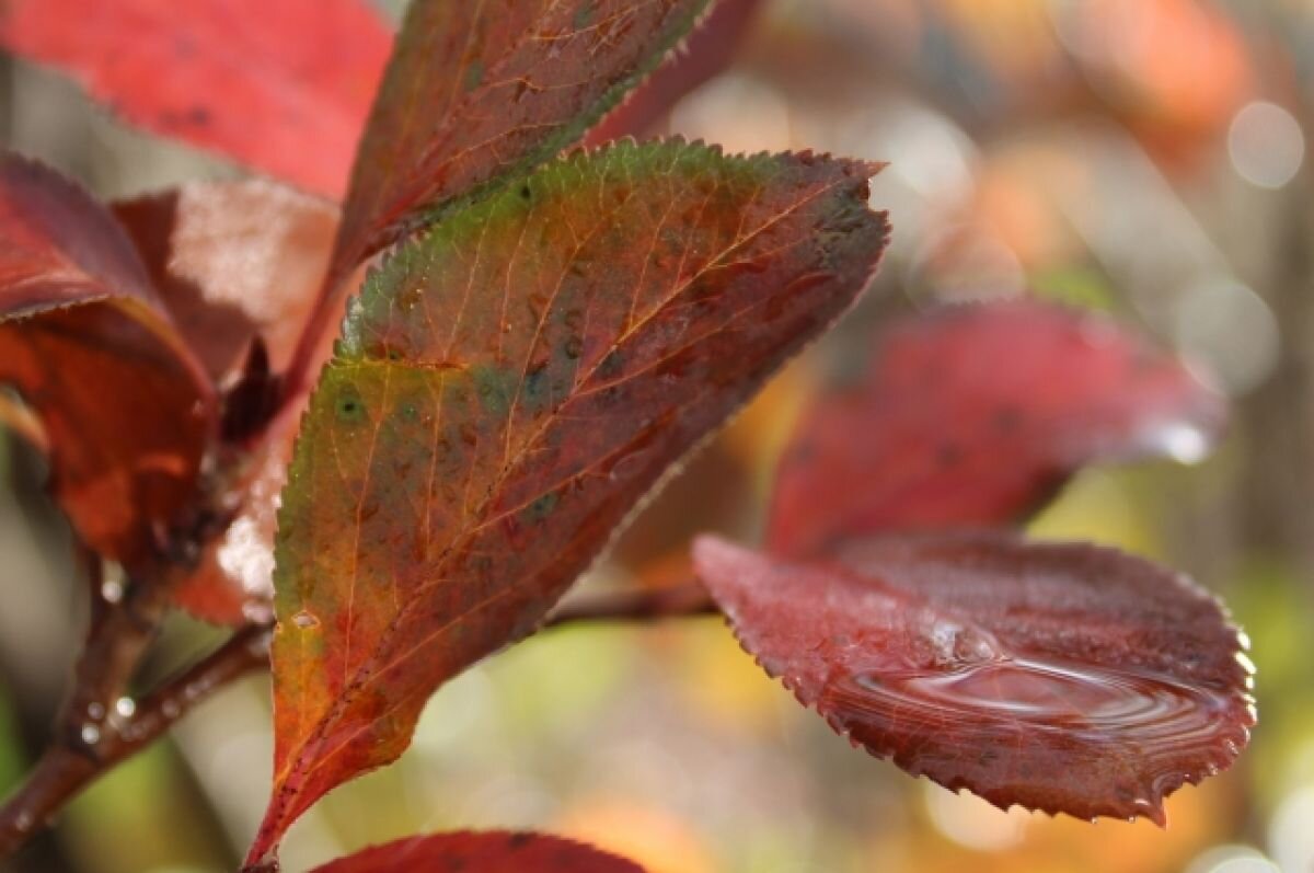    Тепло, но дождливо будет в выходные в Свердловской области