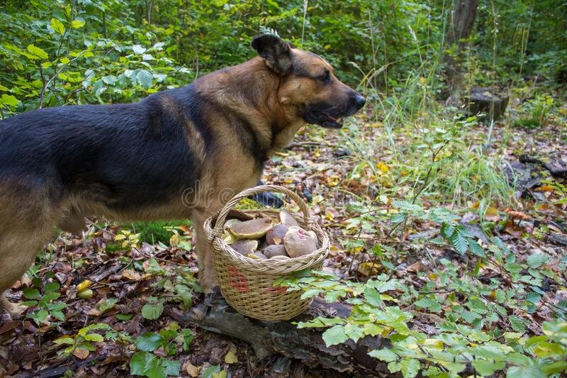 Источник https://ru.dreamstime.com/coð±ð°ðºð°-ñ%C2%81-ðºoñ€ð·ð¸ð½oð¹-ð³ñ€ð¸ð±oð²-ð½ðµð¼ðµñ†ðºð°ñ%C2%8F-oð²ñ‡ð°ñ€ðºð°-ð²-ð»ðµñ%C2%81ðµ-ð²ñ‹ñ%C2%81ð»ðµð-ð¸ñ‚ðµ-ð½ðµð¼ðµñ†ðºñƒñž-image140343257