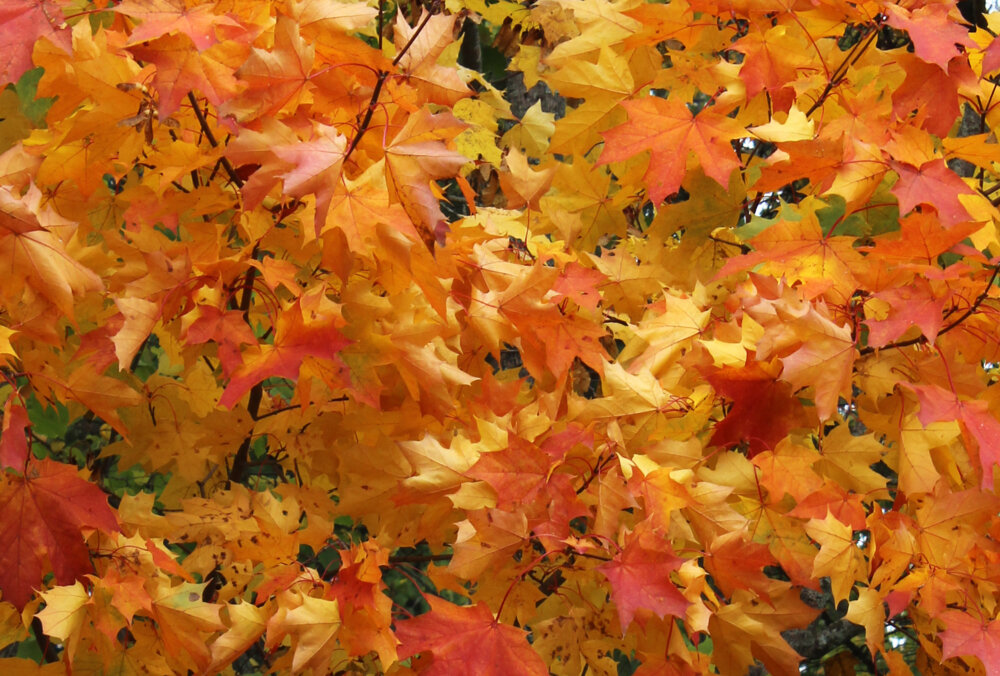 Яндекс-картинки.