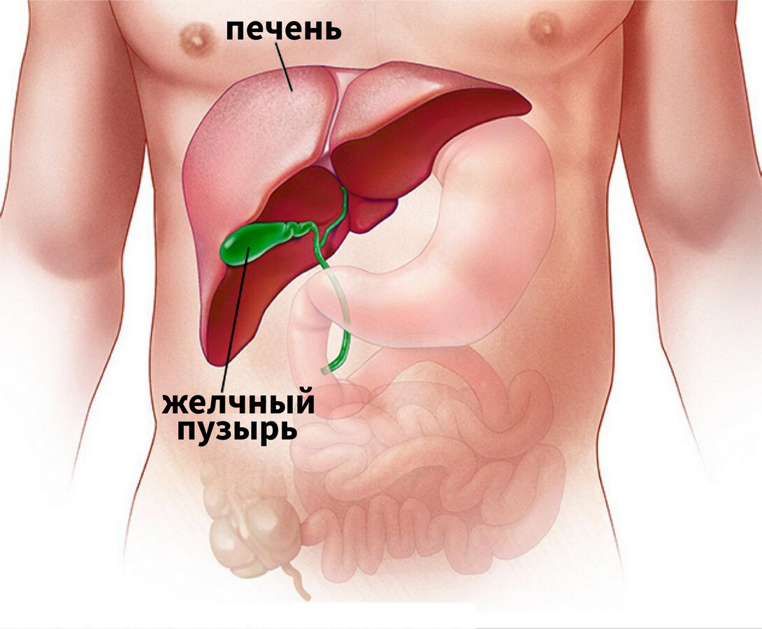 Духовные причины болезней желчного пузыря и печени. | сергей примм | Дзен