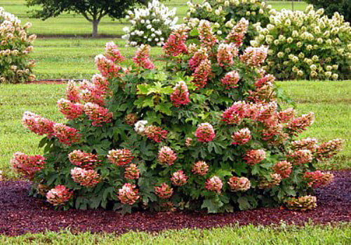 HYDRANGEA quercifolia 'Ruby Slippers',