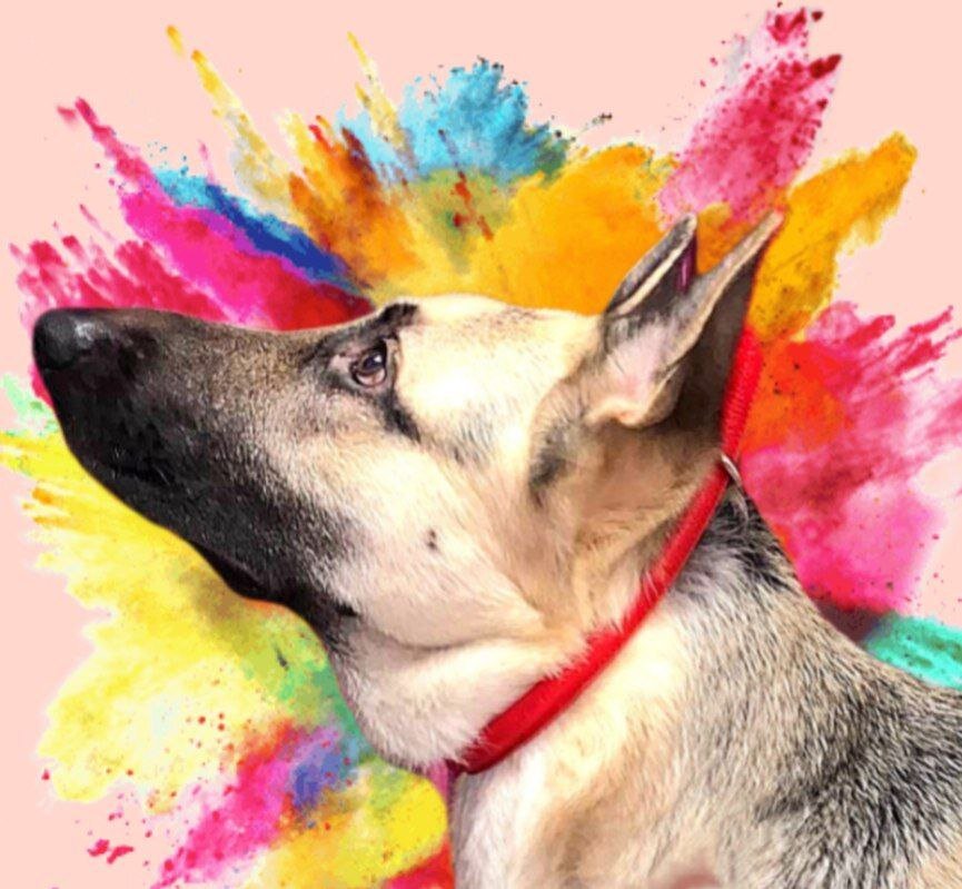 Юный чемпион России, Юный чемпион РФСС Шерстяной Зевс Громовержец