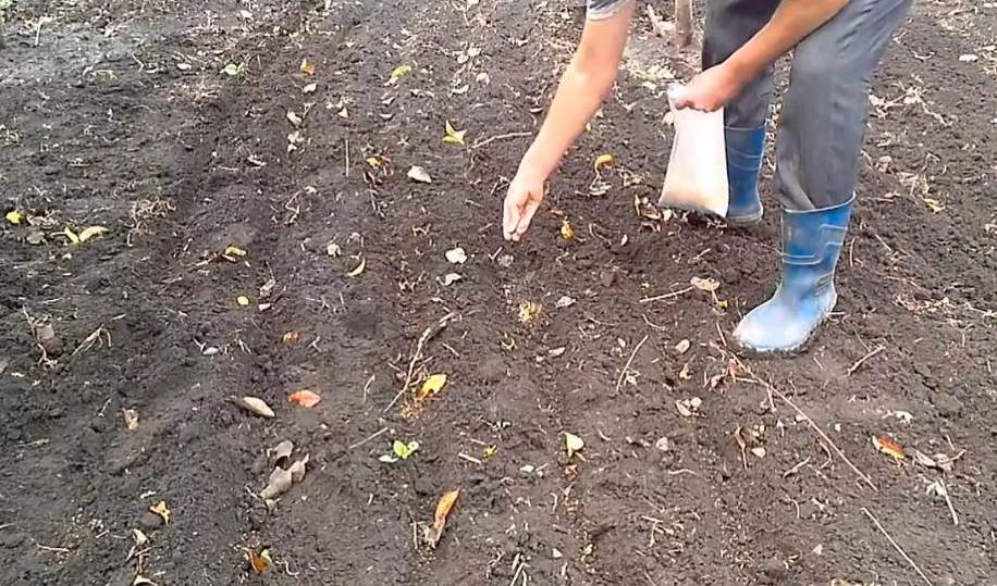 Фотография взята из источника vosadu-li-vogorode.ru