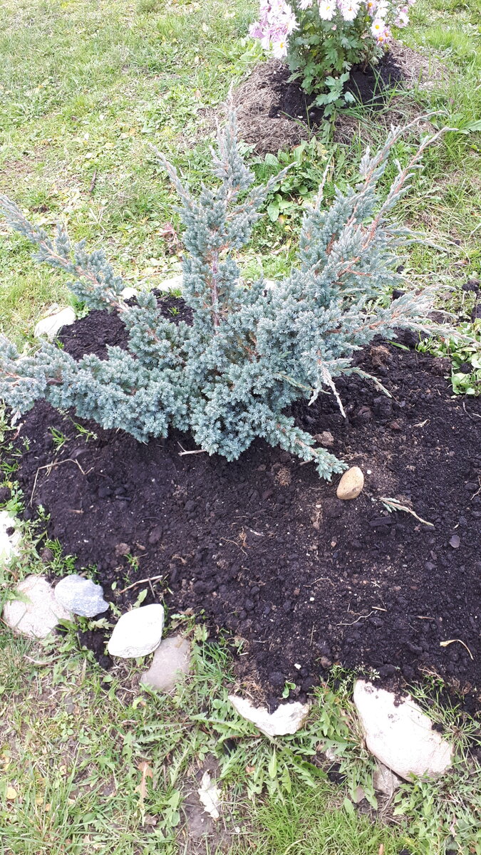 Можжевельник Мейери