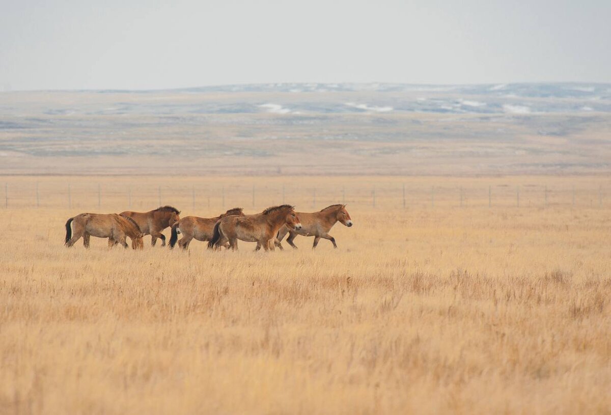 Оренбургской популяции диких лошадей Пржевальского исполнилось 7 лет 