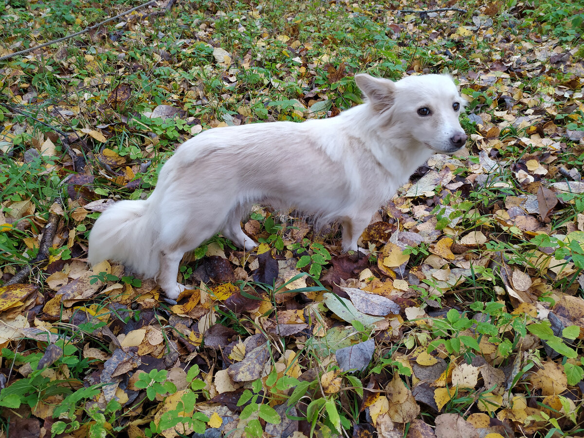 Вот такая собачка