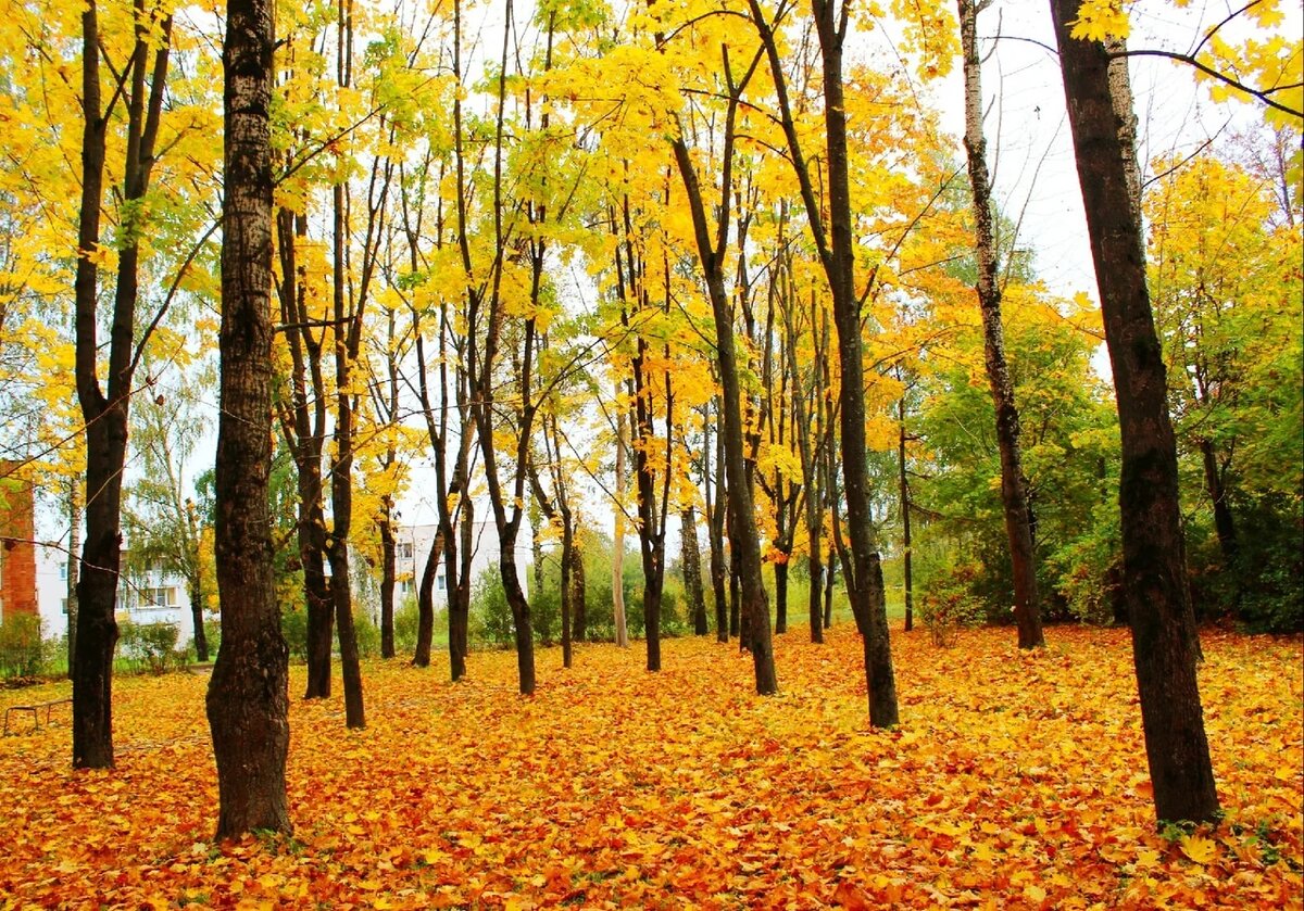 Золотой ковер. Фото Д.Орловой