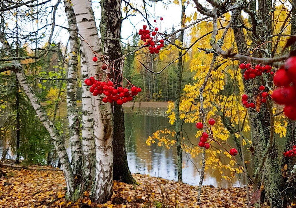 Гроздья рябины осень