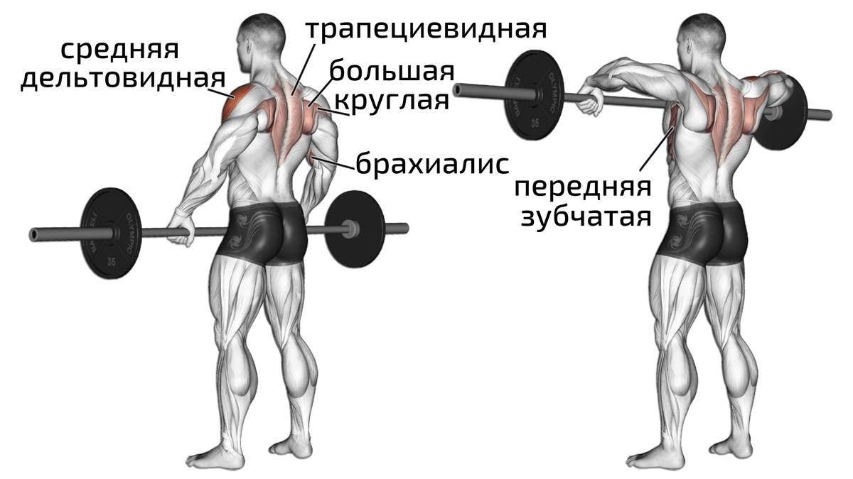 Тренируйся правильно: Эффективный комплекс упражнений со штангой для мужчин  старше 45 лет | Томаш Игорь | Pro Training | Дзен