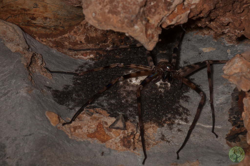 Гетеропод максима: Самый крупный в мире паук живёт во мрачных пещерах на краю света. Прямо как в фильмах!