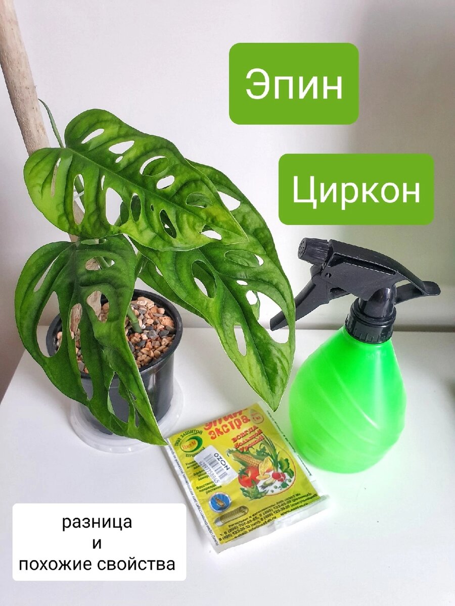 Чем отличается циркон от эпина. Эпин и циркон