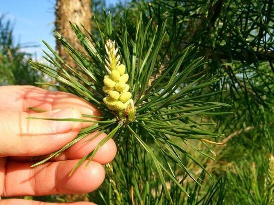     Природа под Саратовом. Фото: Сергей Климушев