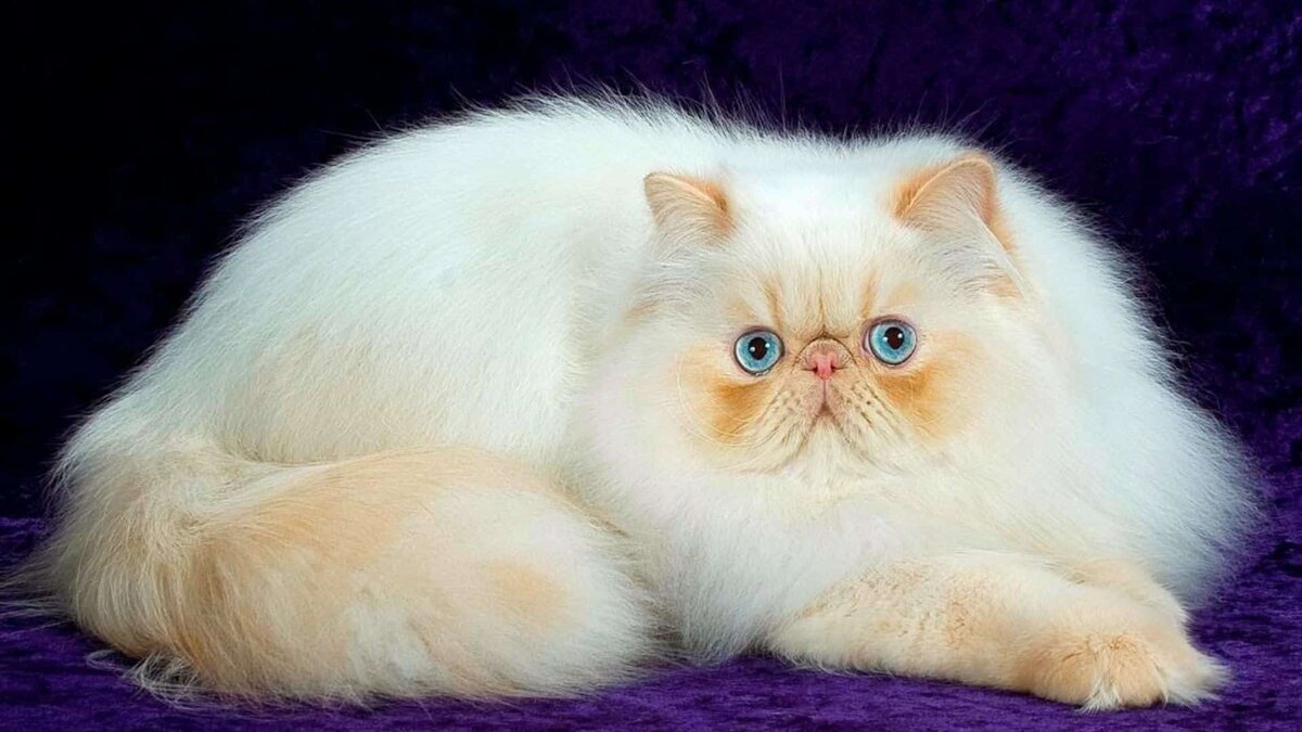 Особенности ухода и лечения кошек персидской породы